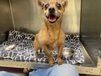 King Koopa, Rat Terrier For Adoption In Philadelphia, Pennsylvania