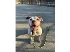 Minnie, American Pit Bull Terrier For Adoption In Philadelphia, Pennsylvania