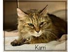 Karri, Domestic Longhair For Adoption In Holly Springs, Georgia