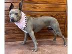 Roxy, American Pit Bull Terrier For Adoption In The Colony, Texas