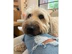 Auggie, Wheaten Terrier For Adoption In Amherst, Massachusetts
