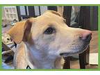 Goldie, Labrador Retriever For Adoption In Amherst, Massachusetts