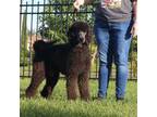 Ares AKC CH OFA Family Raised