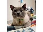 Bahamas, Siamese For Adoption In Eugene, Oregon