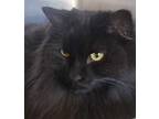 Louis, Domestic Longhair For Adoption In Sudbury, Ontario