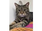 Ripley, Domestic Shorthair For Adoption In Guelph, Ontario