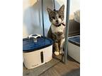 Paul, Domestic Shorthair For Adoption In Philadelphia, Pennsylvania