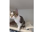 Farro, Domestic Shorthair For Adoption In Guelph, Ontario