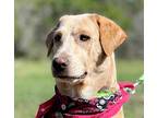 Shelby, Retriever (unknown Type) For Adoption In Hondo, Texas