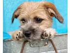 Pixel, Border Terrier For Adoption In Hondo, Texas