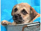 Java, Border Terrier For Adoption In Hondo, Texas