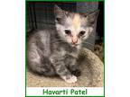 Havarti Patel, Domestic Shorthair For Adoption In Oak Ridge, Tennessee