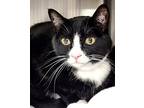 Jackie, Domestic Shorthair For Adoption In Edmonton, Alberta