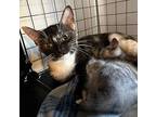 Brie Clarson, Domestic Shorthair For Adoption In Oak Ridge, Tennessee