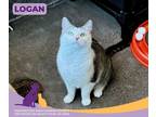 Logan, Domestic Shorthair For Adoption In Eighty Four, Pennsylvania