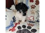 Poodle (Toy) Puppy for sale in Rehoboth, MA, USA