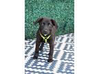 Bria, Labrador Retriever For Adoption In Shakopee, Minnesota