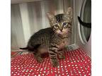 Paul Wall Domestic Shorthair Kitten Male