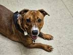 Pancake - IN FOSTER Mixed Breed (Medium) Adult Female