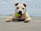 Bandy, American Pit Bull Terrier For Adoption In Raleigh, North Carolina