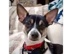 Ziggy (md), Rat Terrier For Adoption In Poolesville, Maryland