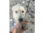 Scott, Cairn Terrier For Adoption In Toronto, Ontario