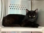 Tailor 1, Domestic Shorthair For Adoption In Baltimore, Maryland