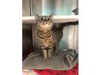 Mister May, Domestic Shorthair For Adoption In Baltimore, Maryland