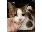 Tulipe, Domestic Shorthair For Adoption In Montreal, Quebec