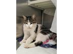 Chesterfield, Domestic Shorthair For Adoption In Baltimore, Maryland