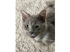 Thumper, Domestic Longhair For Adoption In Newport, Kentucky