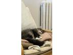Fido, Domestic Longhair For Adoption In Montreal, Quebec