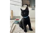 Sam (bonded To Dean), Domestic Shorthair For Adoption In Richmond