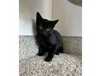 Dean (bonded To Sam), Domestic Shorthair For Adoption In Richmond