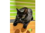 Starfire, Domestic Shorthair For Adoption In Wausau, Wisconsin