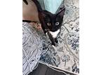 Marbles, Domestic Shorthair For Adoption In Brandon, Florida