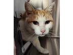 Gingersnap, Domestic Shorthair For Adoption In Twin Falls, Idaho