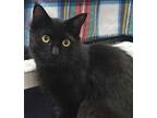 Kimbo, Domestic Mediumhair For Adoption In Colorado Springs, Colorado