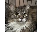 Swift, Domestic Shorthair For Adoption In Santa Fe, New Mexico