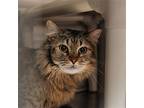 Woody Hansen, Domestic Mediumhair For Adoption In Santa Fe, New Mexico