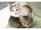 Kittens! Kittens! Kittens!, Domestic Shorthair For Adoption In W.