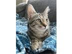 Star, Domestic Shorthair For Adoption In Lowell, Michigan