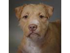 Jolene, Cairn Terrier For Adoption In Houston, Texas