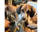 Puppy Alfie - San Diego, Dachshund For Adoption In Los Angeles, California
