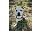 Pogo, American Staffordshire Terrier For Adoption In Milpitas, California