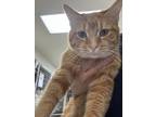Charlie, Domestic Shorthair For Adoption In Indianapolis, Indiana