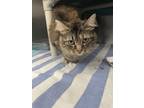 Bella, Domestic Shorthair For Adoption In Indianapolis, Indiana