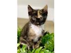 Lullaby, Domestic Shorthair For Adoption In Oviedo, Florida