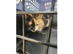 Honey, Domestic Mediumhair For Adoption In Indianapolis, Indiana