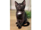 Minuet, Domestic Shorthair For Adoption In Oviedo, Florida